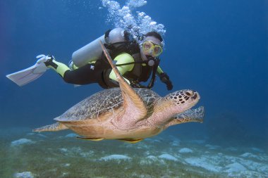 Diver and turtle clipart