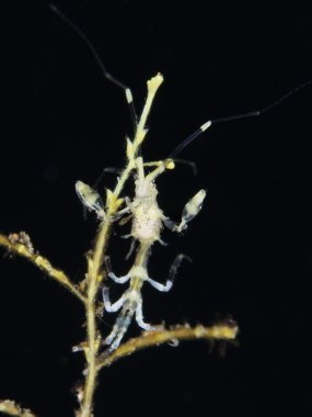 Bali deniz iskelet karides