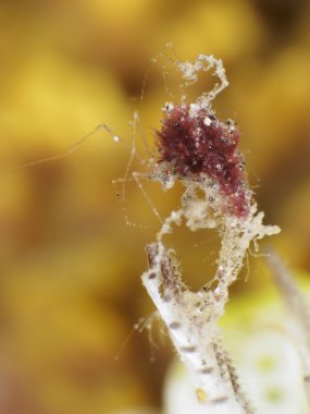 Bali deniz iskelet karides