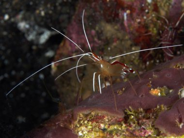 Temiz karides beyaz çizgili