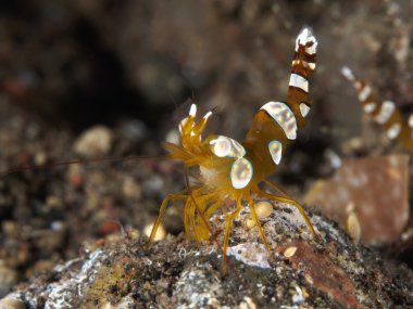 Seksi anemone karides
