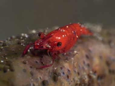 Yuvarlak deniz yıldızı karides