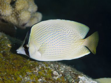 Benekli butterflyfish mercan balık