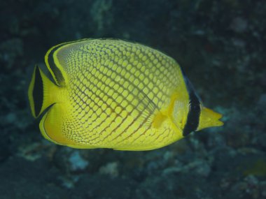 Latticed butterflyfish mercan balık