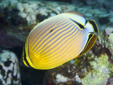 Mercan balık kavun butterflyfish