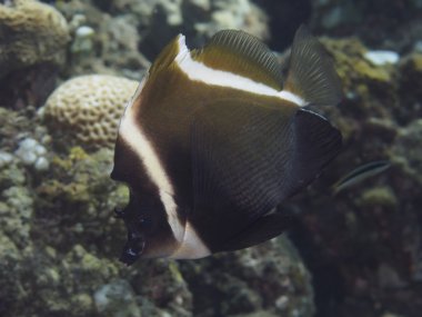 Boynuzlu bannerfish mercan balık