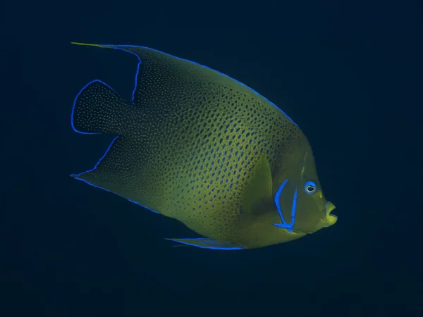 Coral fish Semicircle angelfish — Stock Photo, Image