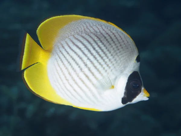 Korálové ryby filipínské butterflyfish — Stock fotografie