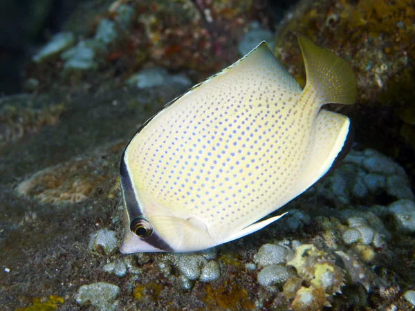 Korálové ryby skvrnitý butterflyfish — Stock fotografie