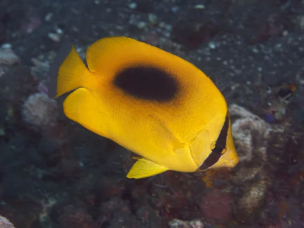 Yellow teardrop butterflyfish — Stock Photo, Image