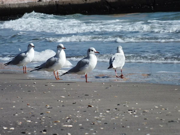 Gaivotas e mar — Fotografia de Stock