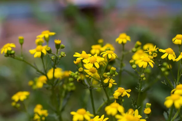 花黄色的野花 — 图库照片