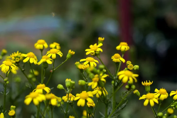 黄色い花を持つ野生の花 — ストック写真