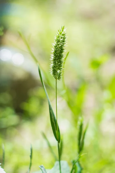 Timothy grassin natur — Stockfoto