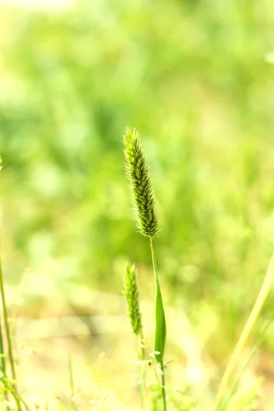 Timothy gräs i naturliga — Stockfoto