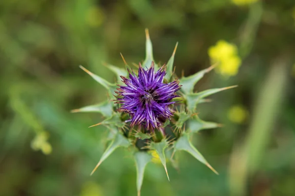 Flor de cardo en flor — Foto de Stock