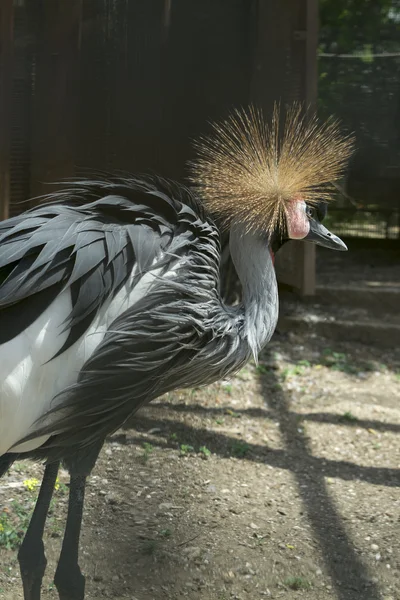 Exotických ptáků — Stock fotografie