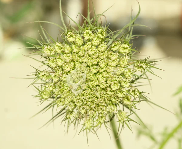 ニンジンの種子 — ストック写真