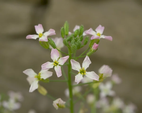 Flores de rábano — Foto de Stock