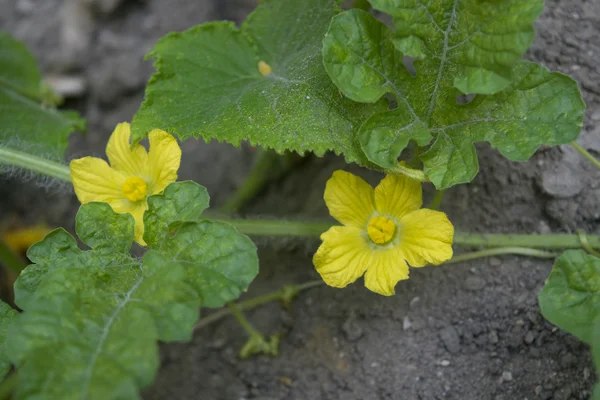 Vattenmelon blommar — Stockfoto