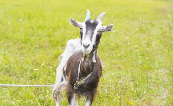 Goat is walking — Stock Photo, Image