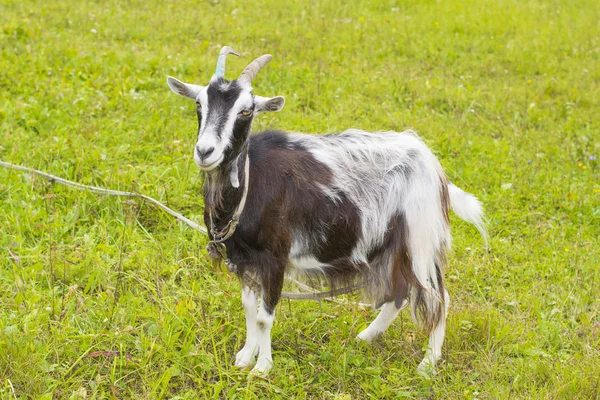 Ziege läuft — Stockfoto