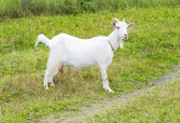 Біла коза в селі — стокове фото