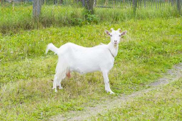 村の白ヤギ — ストック写真
