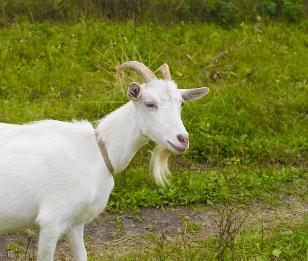 Capra bianca nel villaggio — Foto Stock