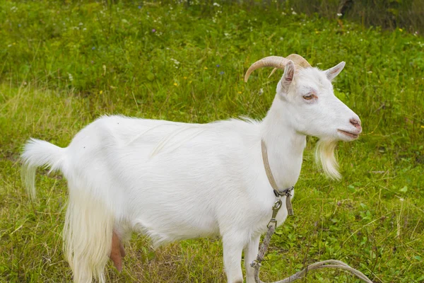 Белый козел в деревне — стоковое фото