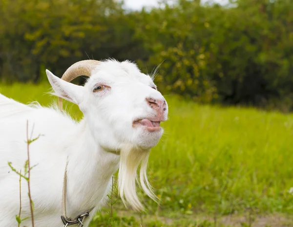 White goat in the village — Stock Photo, Image