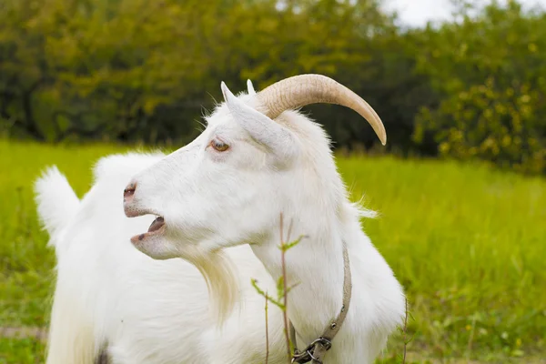 Capra bianca nel villaggio — Foto Stock