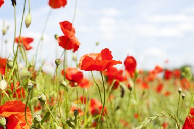 Kırmızı gelincik alanıyla