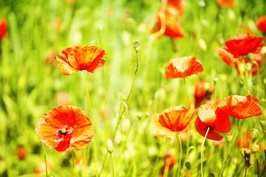 Kırmızı gelincik alanıyla