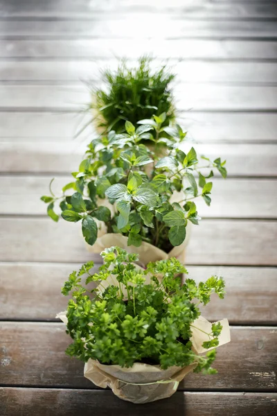 Fresh herbs in pots — Stock Photo, Image