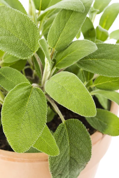 Sage in a terracotta pot — Stock Photo, Image