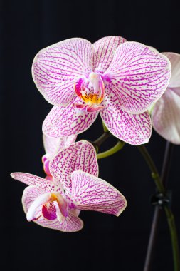 Orkide çiçek