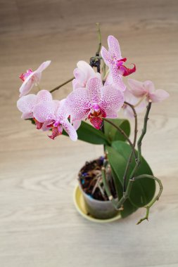 Orkide çiçek