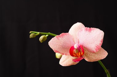 Orkide çiçek