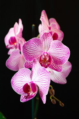 Orkide çiçek