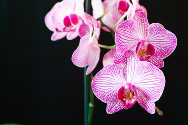 Orkide çiçek