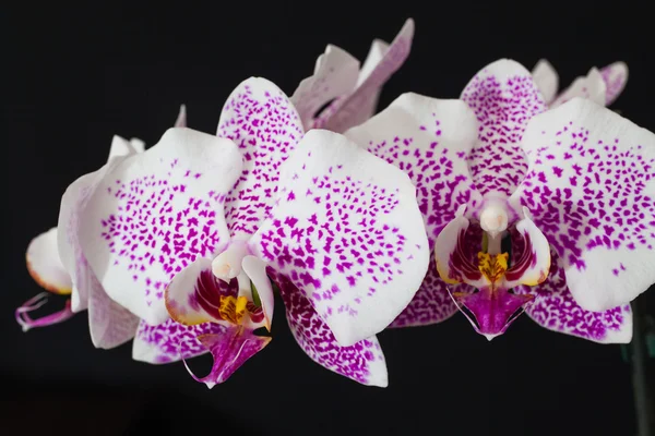 Orchidej květina — Stock fotografie