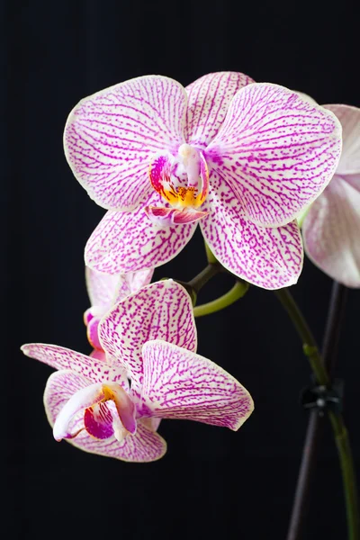 Orkide çiçek