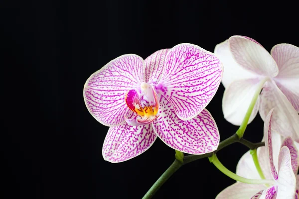 Orchid flower — Stock Photo, Image