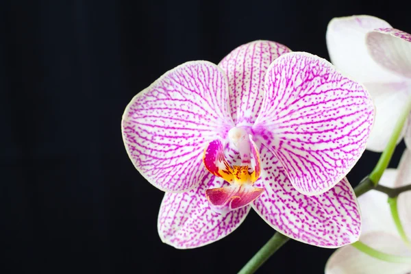 Orchid flower — Stock Photo, Image