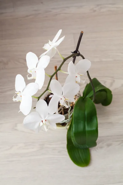 Orchidée fleur — Photo