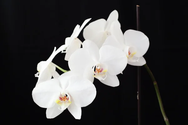 Orchidej květina — Stock fotografie