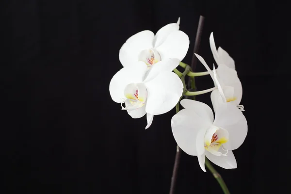 Orchid flower — Stock Photo, Image