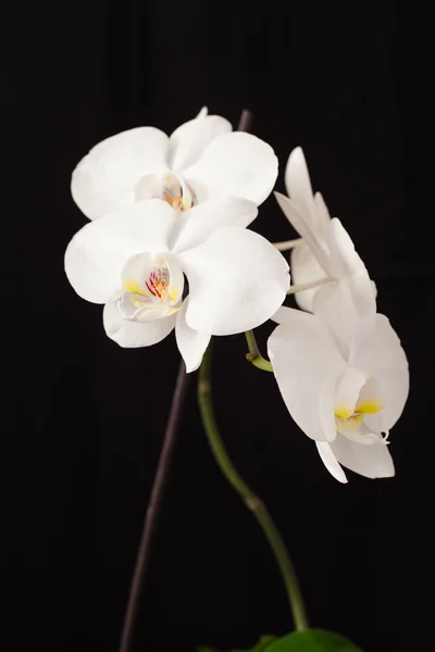 Orchid flower — Stock Photo, Image