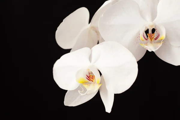 Orchid flower — Stock Photo, Image